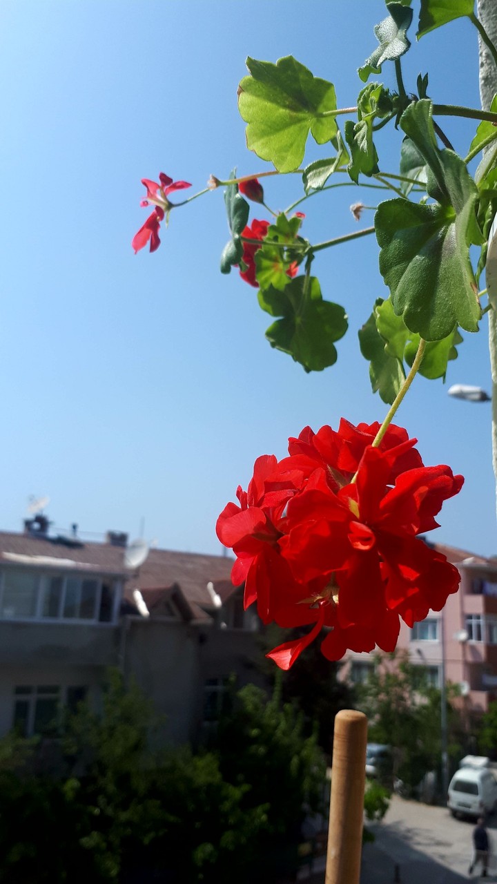 Hayat çiçekse, aşk çiçek balıdır.