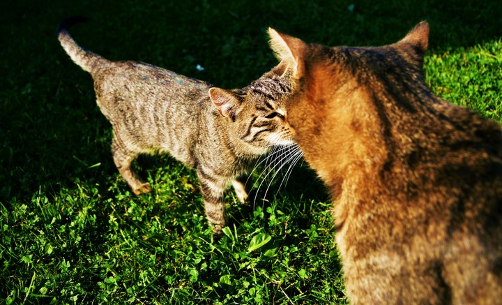 cats