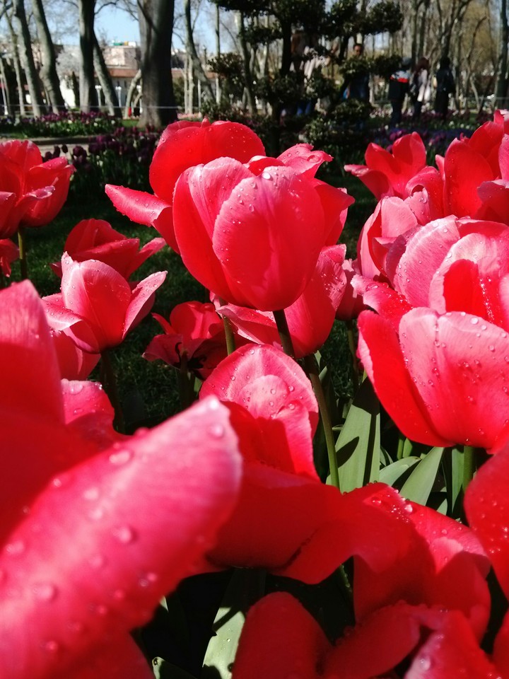 rose