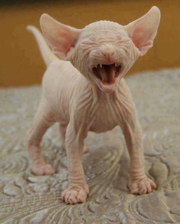 lovely doggie
