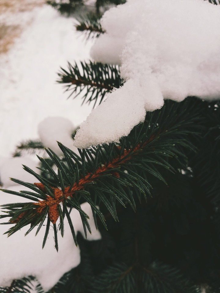 Fir