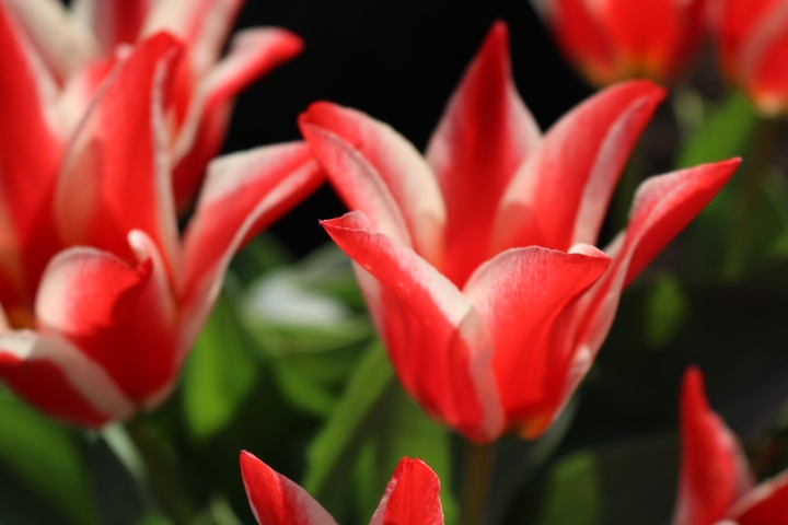 Tulpen