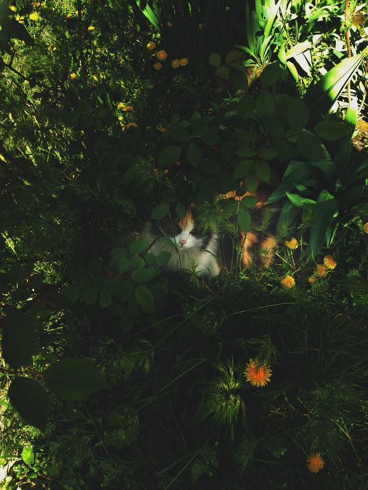 meow