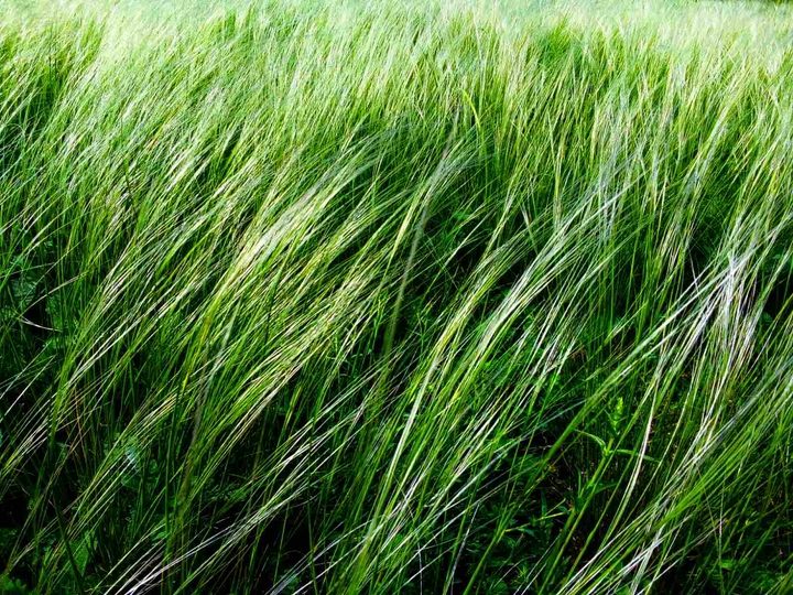 Grass