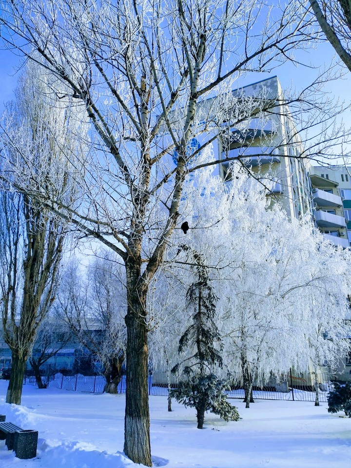 ворона