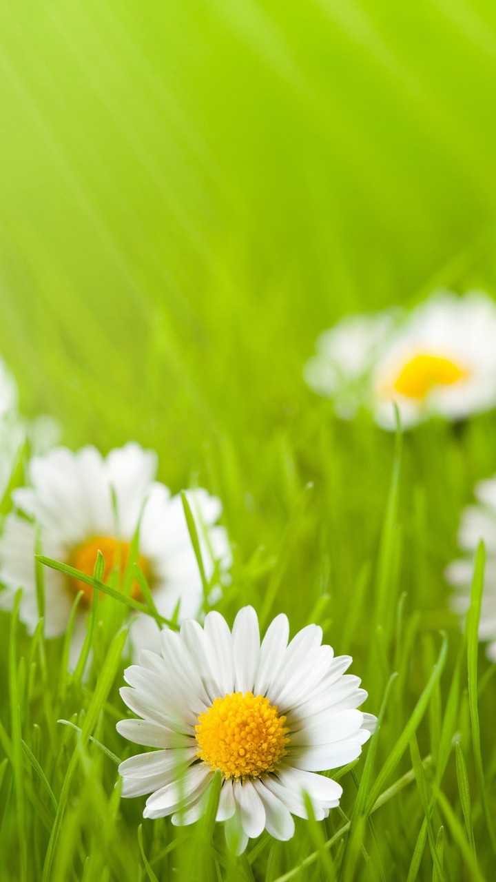Tender leeks flowers