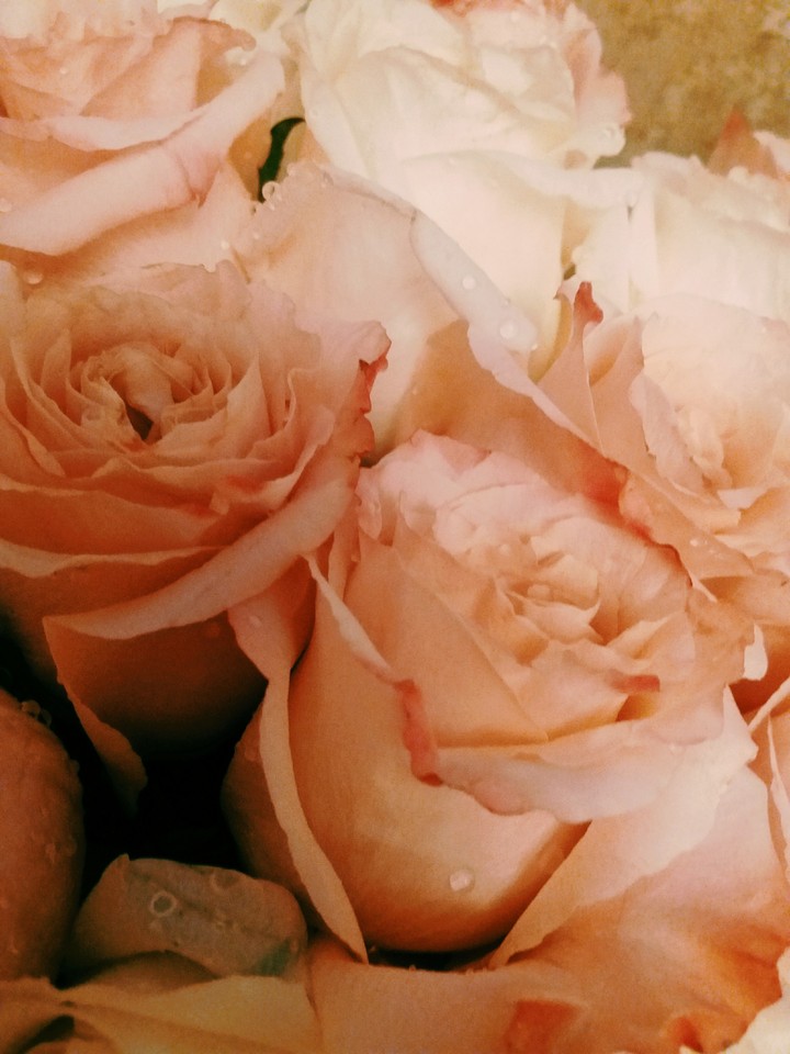 Roses