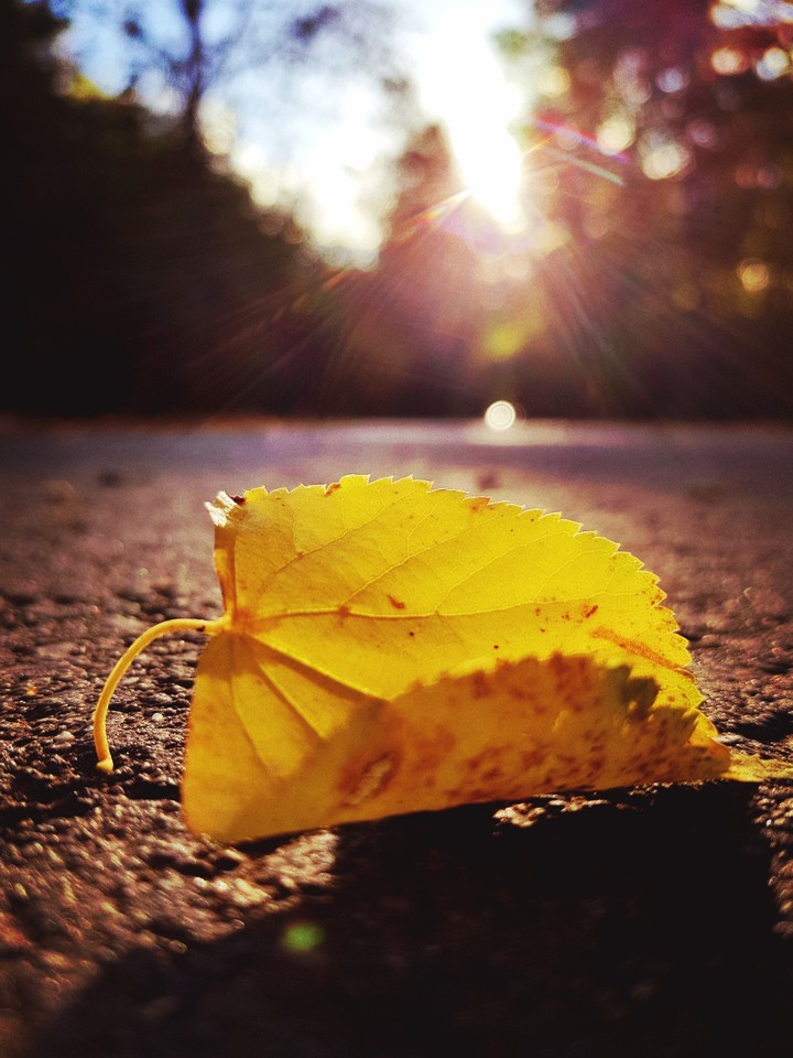 Fallen Leaf