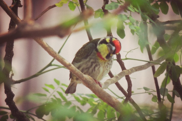 sneaky bird