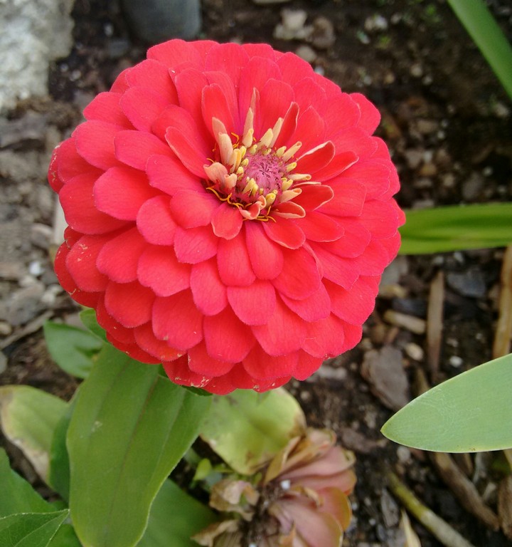 Bright