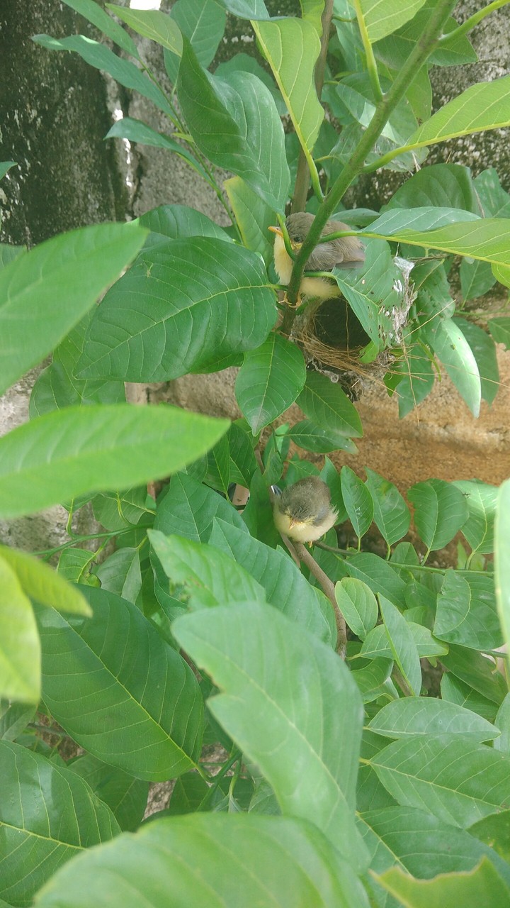 Birds 
