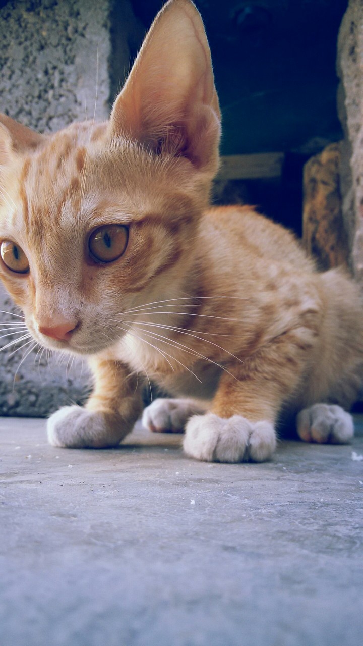 kitty
