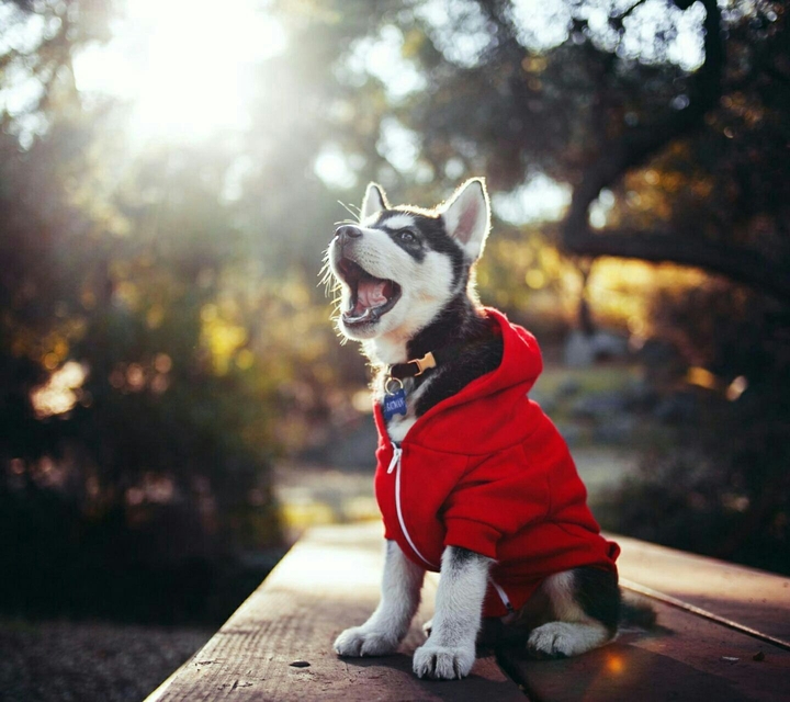 dog