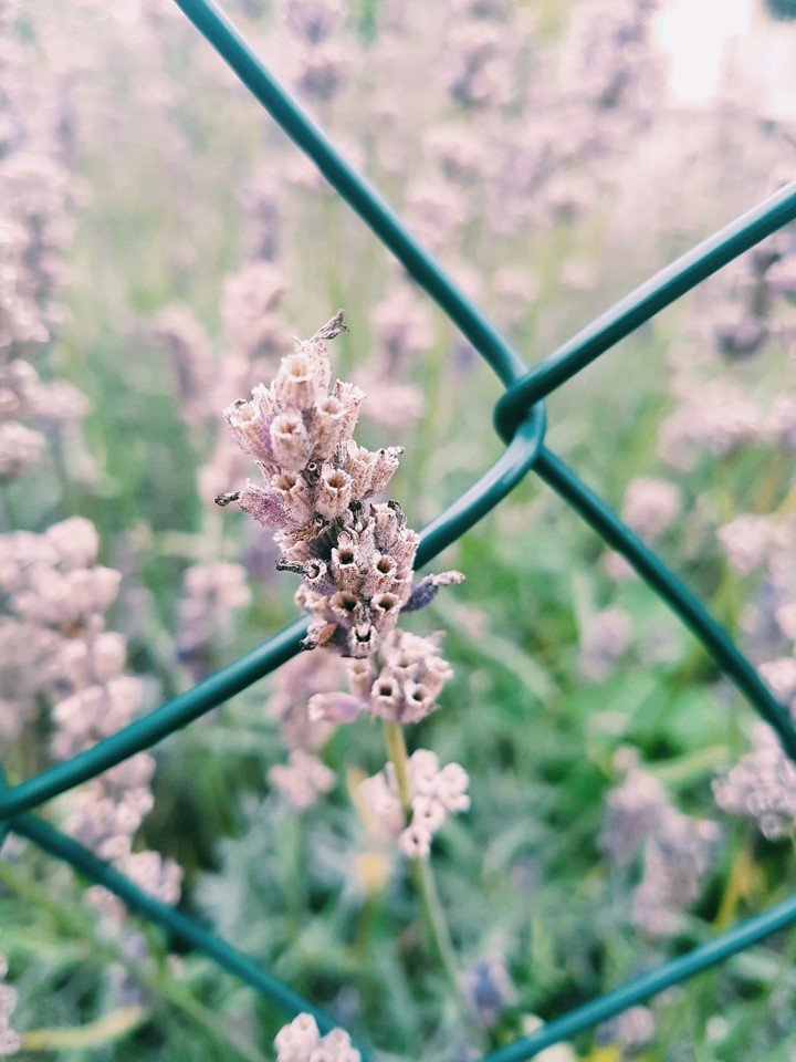 lavender
