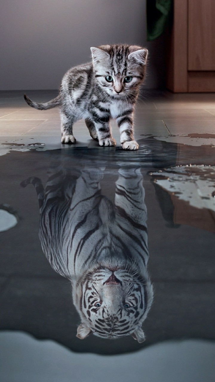 cat