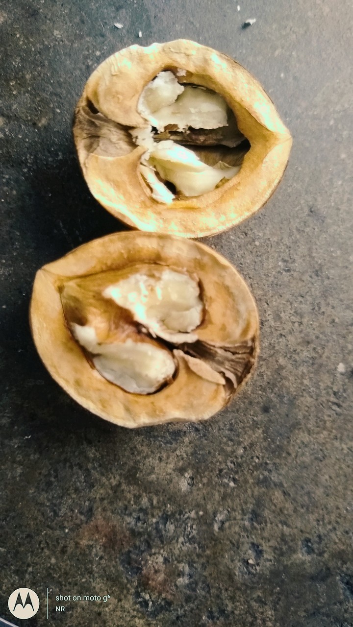 Walnut