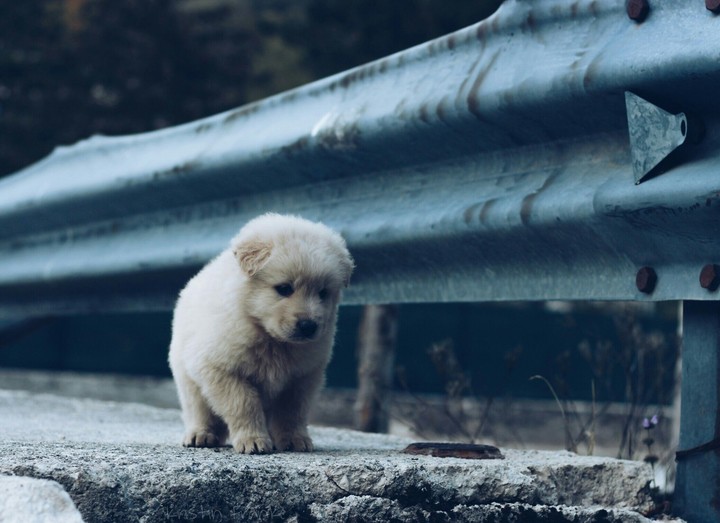 little puppy