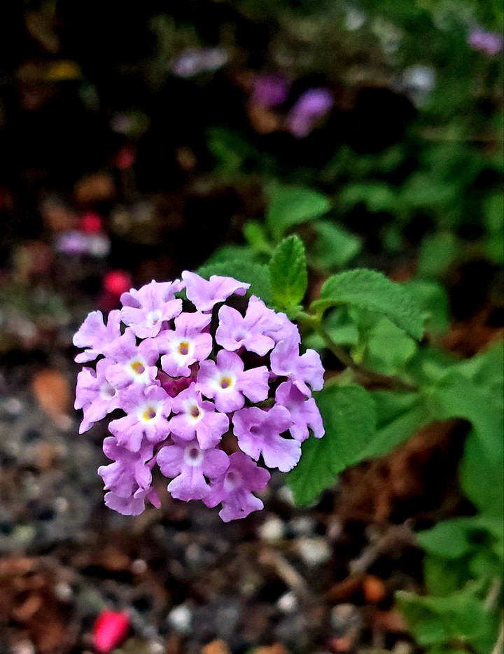 Lavander Flower Delights