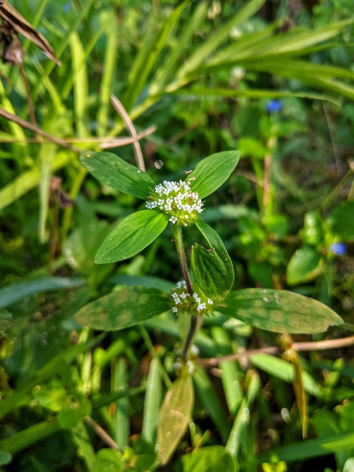 Tiny bloom