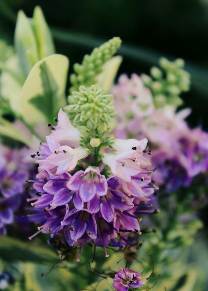 Lavanda 