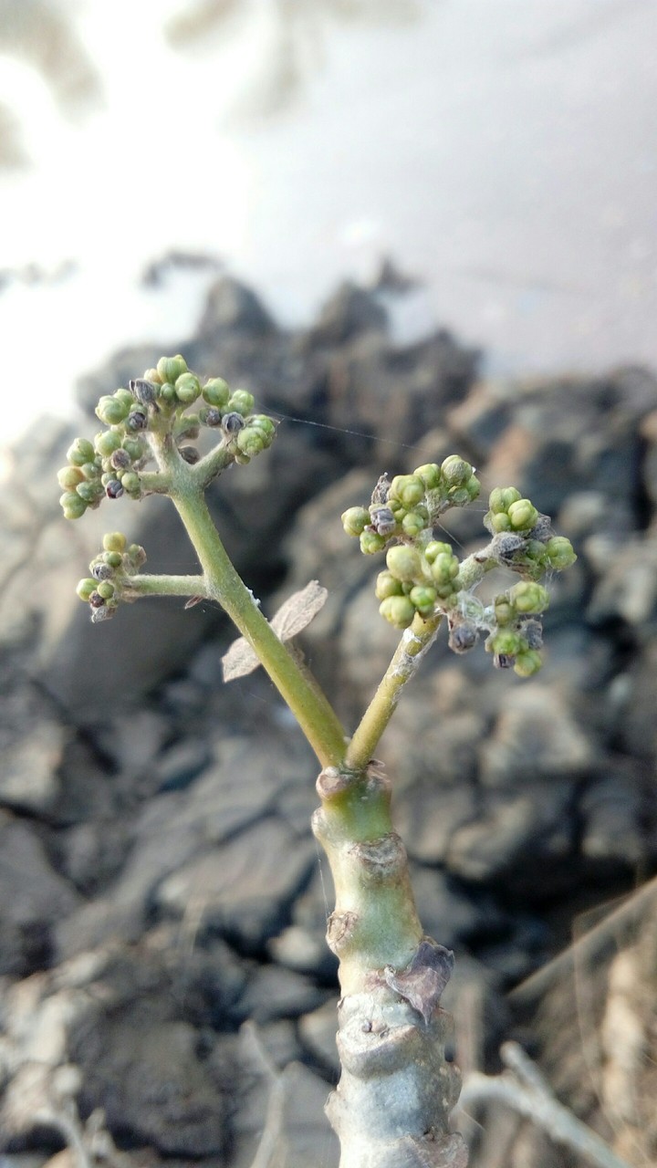 river flower