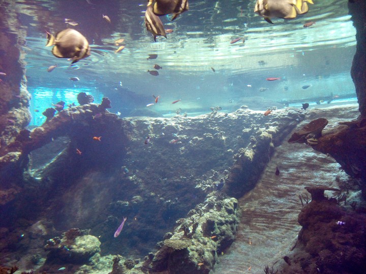 Underwater world