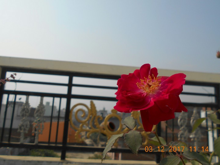 Red rose