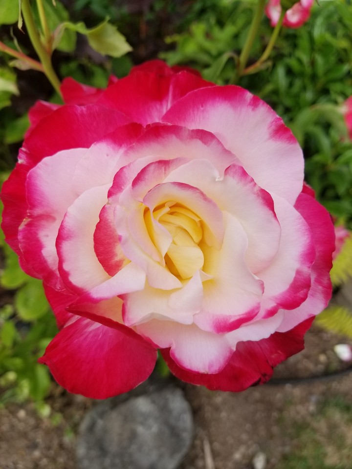 2017 Rose