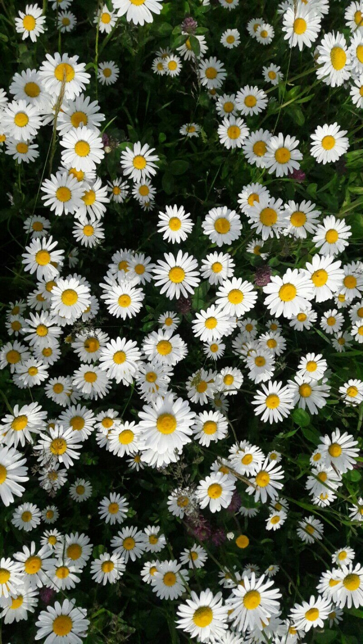 chamomiles