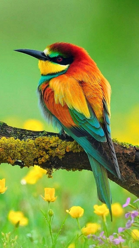 feather, plant wallpapers