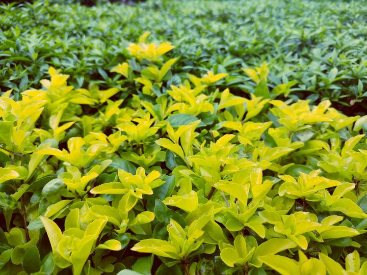 Sea of Green