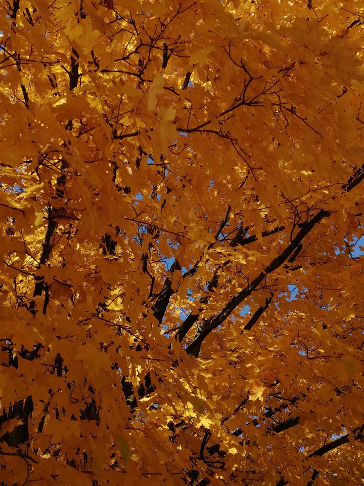 golden autumn