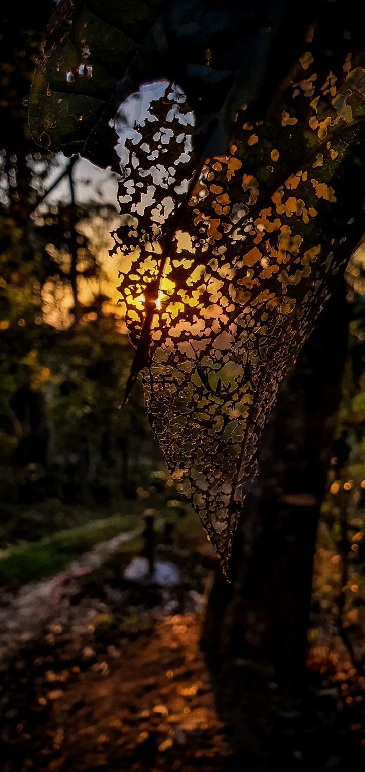 leaf at dusk
