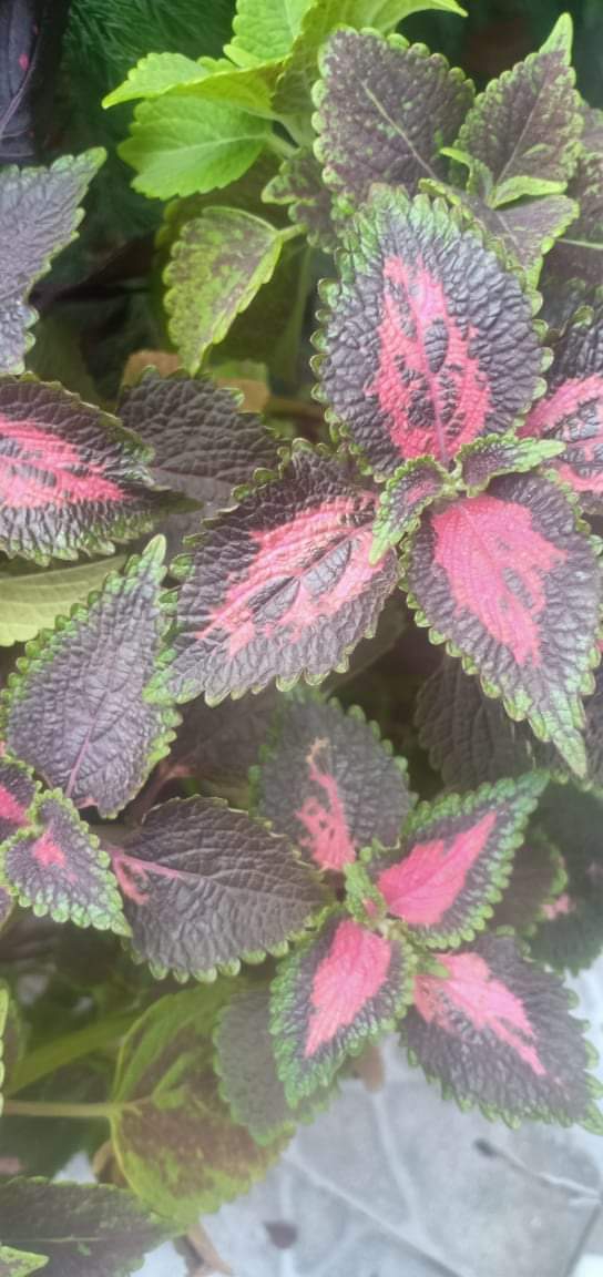 coleus
