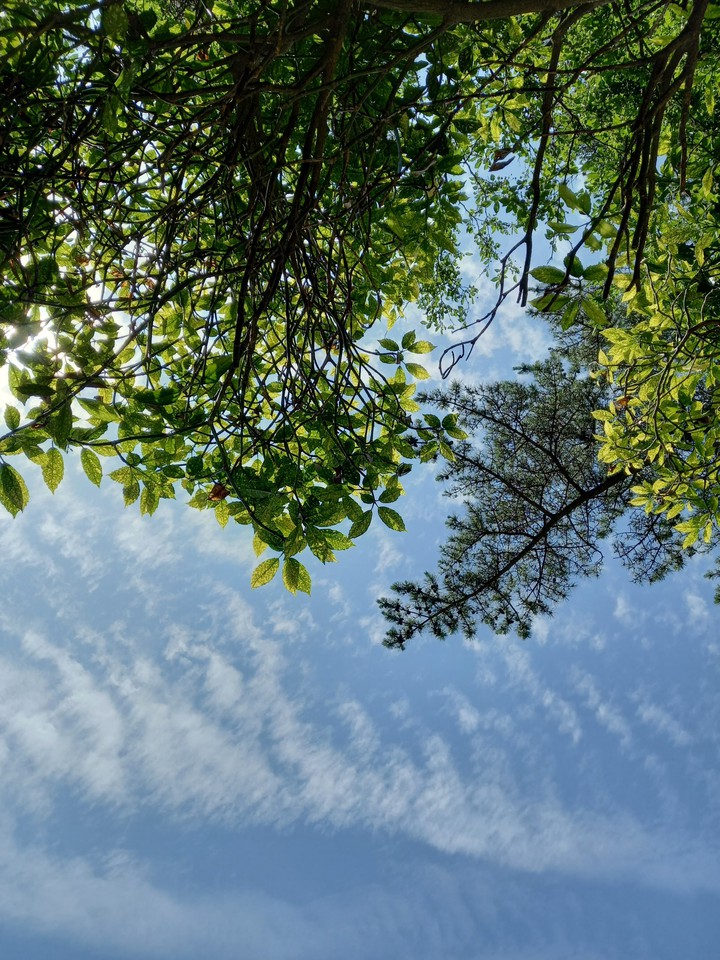 blue sky and green tree