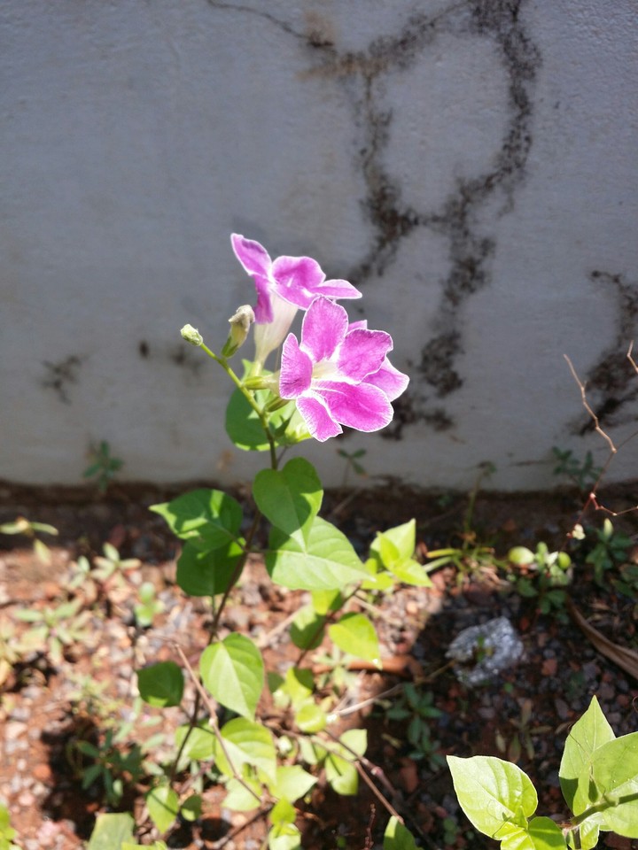Asystasia gangetica