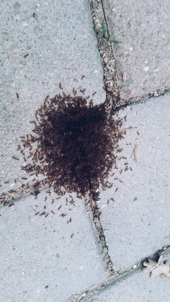 Ant