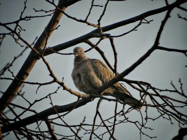 Grey Dove