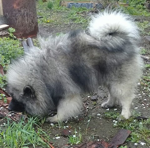 Любер