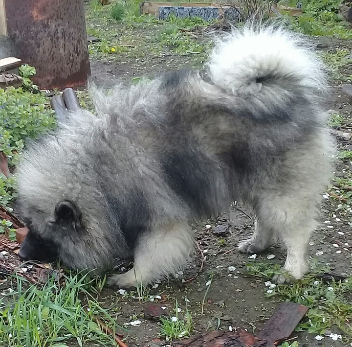 Любер