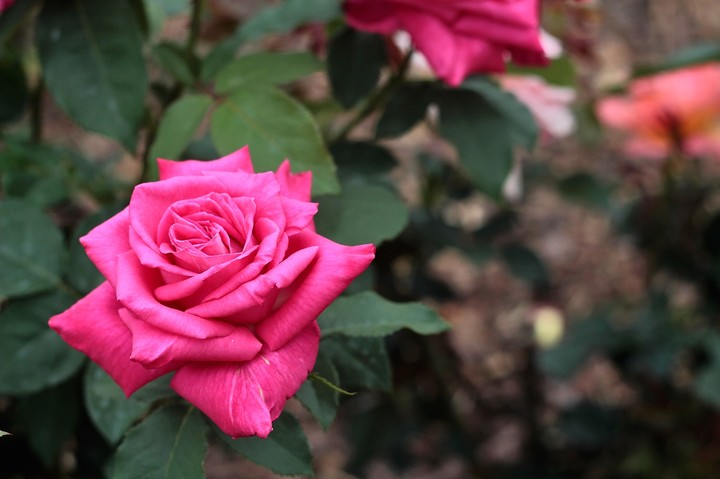 rose 7
