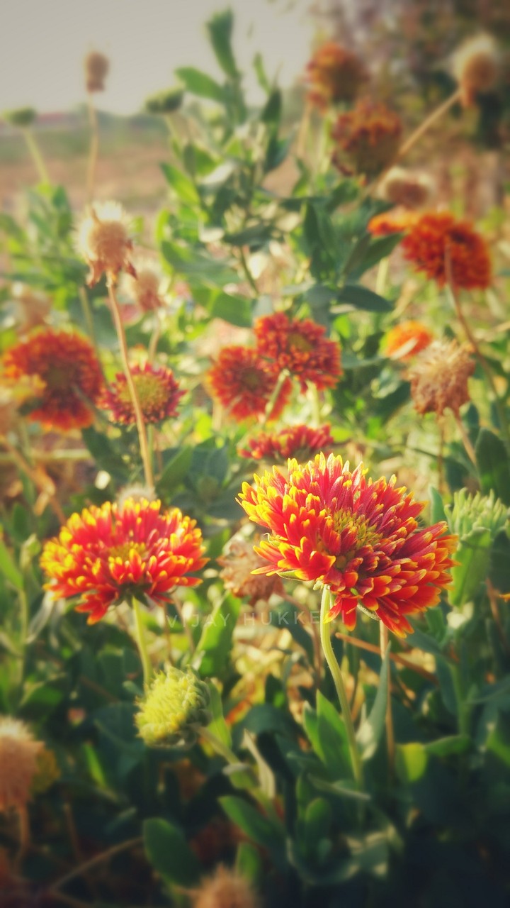 FLOWERS