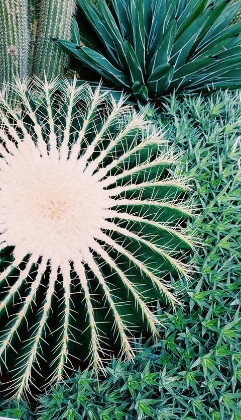 cactus