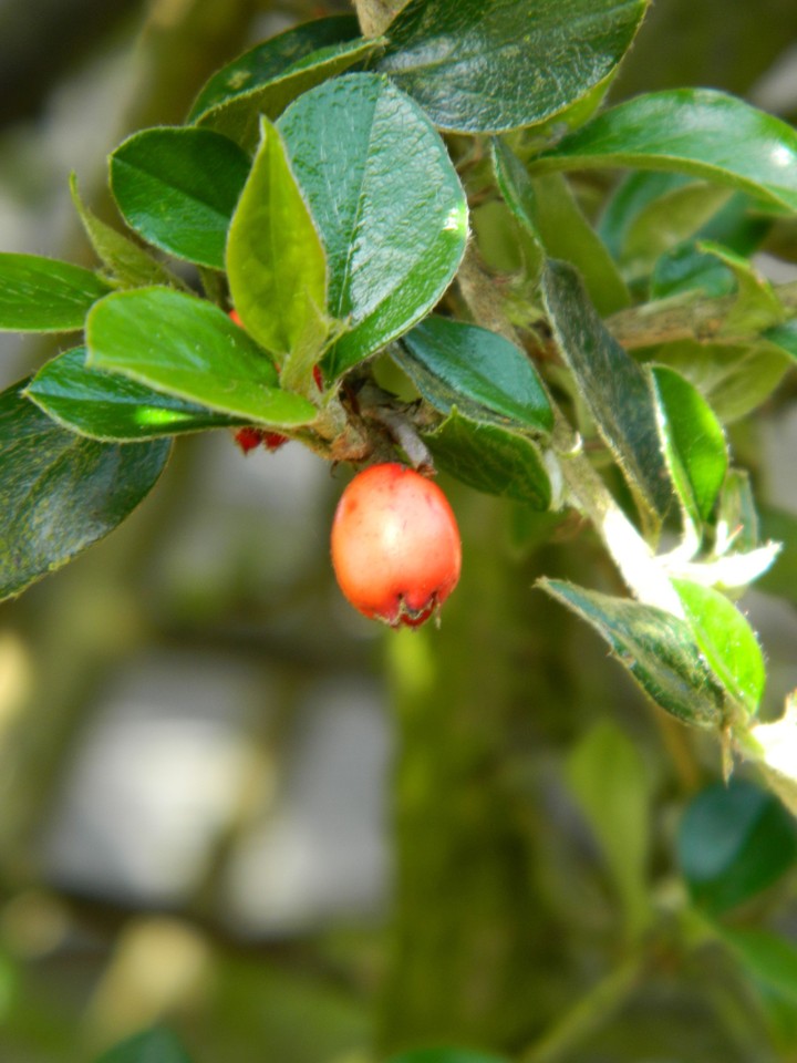 Be ‘berry’ wise about your decisions.