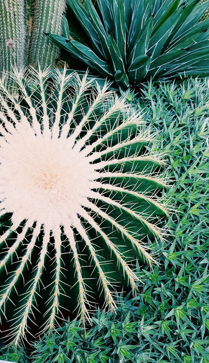 cactus