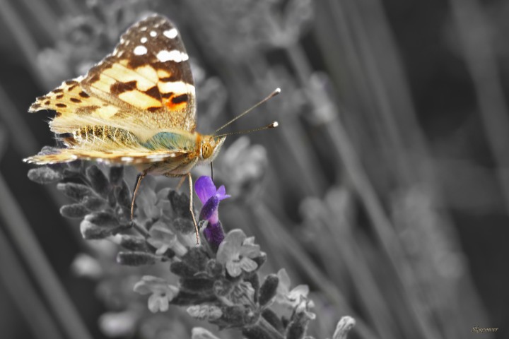 Butterfly