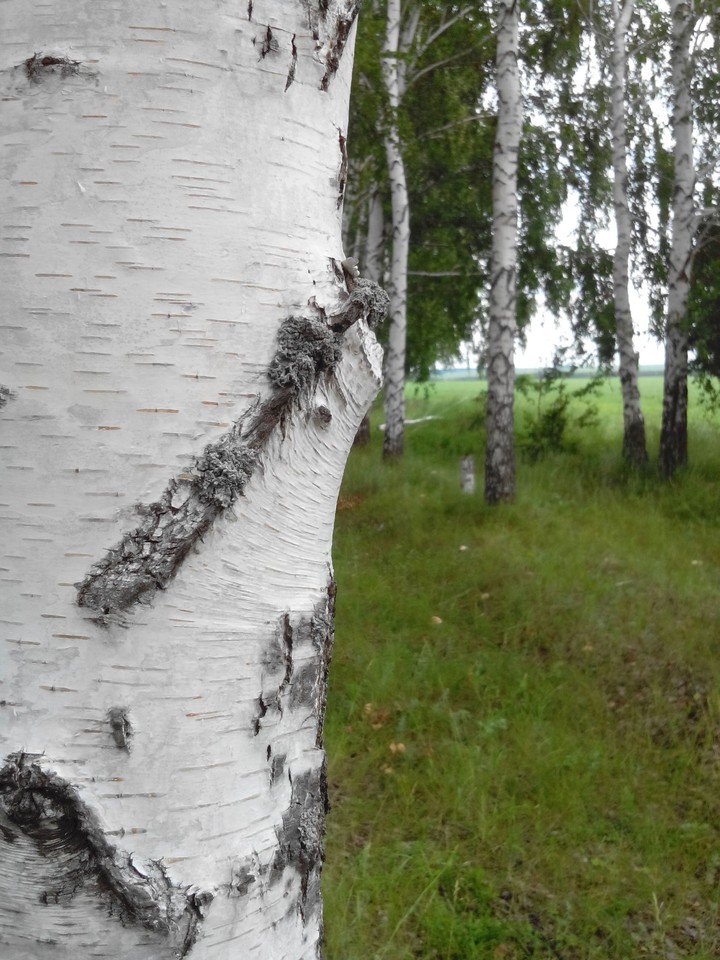 #березки, #россия, #лето, #лес