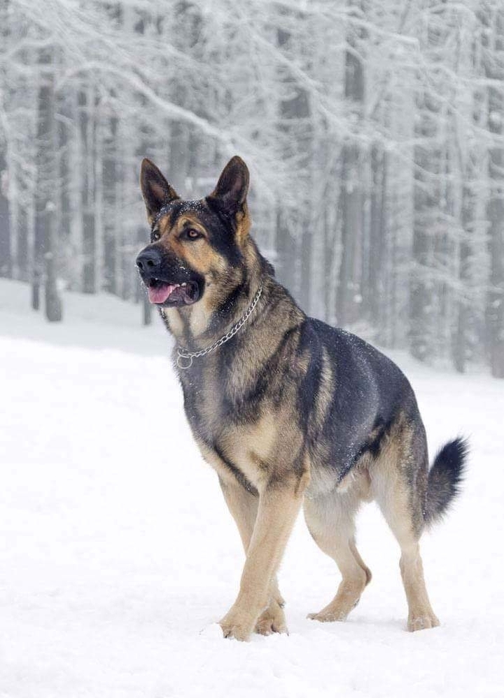 German shepherd