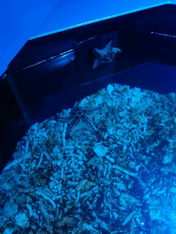 Starfish