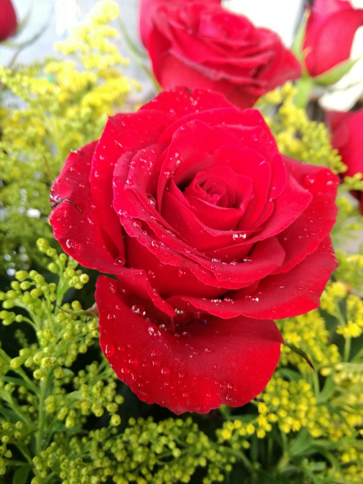 Rose